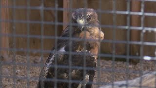 Famous Lead poisoned Golden Eagle Wealth