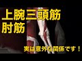 【上腕三頭筋と肘筋】実は意外な関係です!