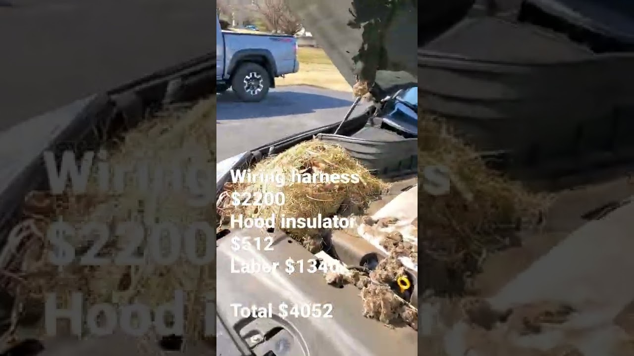 Rodent damage watch till the end