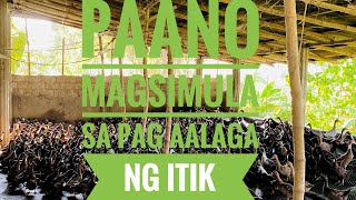 Paano magsimula sa pagaalaga ng ITIK at mga dapat gawin.