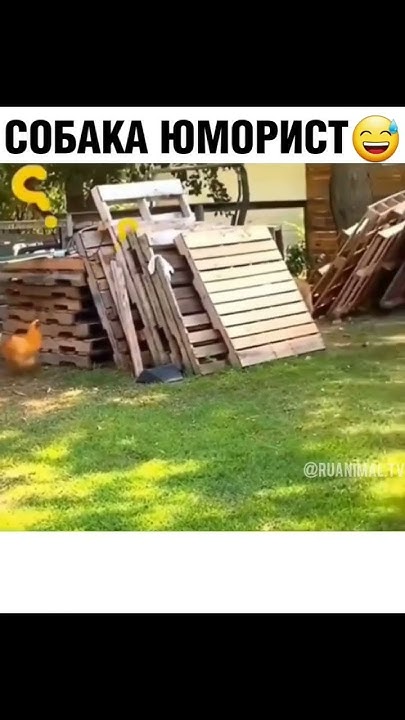 собака юморист - YouTube