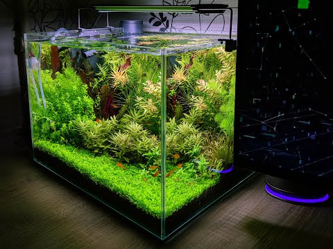 Нано травник 20 литров с тетрой аманда и креветками
