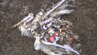 Oceanography Microplastic PSA