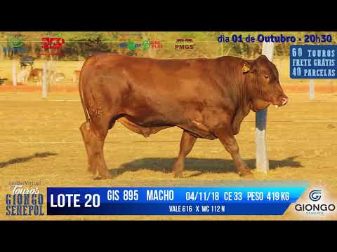 LOTE 20 GIS 895