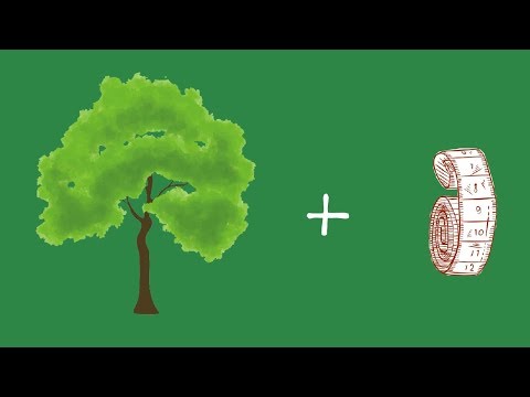 Ako určiť vek stromu