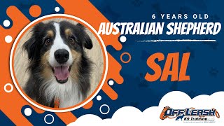 Best Australian shepherd Dog Training | Santa Maria | Sal