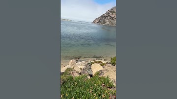 Thumbnail of #morrobay #shore #fishing