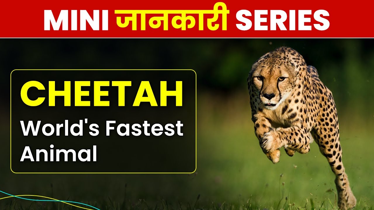 Know All About Cheetah - World's Fastest Animal | What is Cheetah's