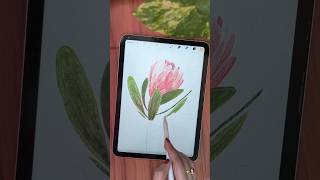 procreate art reveal #ipadartist #digitalart #procreate #procreateart