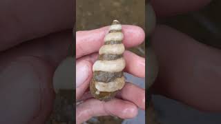 Calcite crystallized gastropod fossil found in North Texas