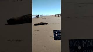 LOBO MARINO EN PLAYA DE RETA