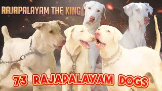 73 ராஜபாளையம் நாய்களை வளர்த்து வரும் இசக்கி Rajapalayam Dogs the best guarding dog|Rajapalyam dog