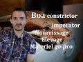 Boa constrictor imperator, nourrissage, elevage plus materiel go-pro