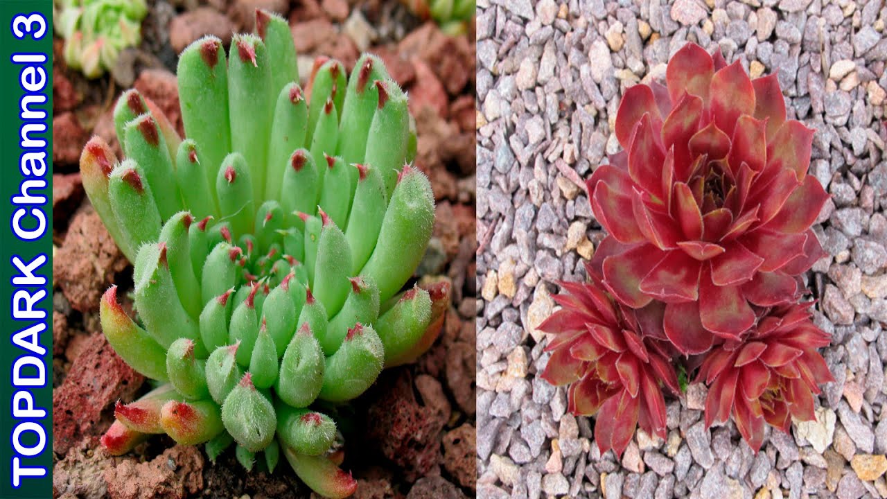 10 Variedades de Sempervivum