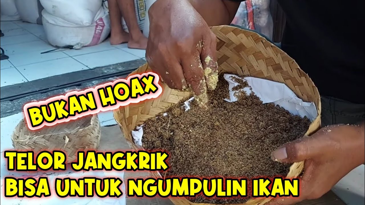 Lapak tetangga sampai ngiler !! Telor jangkrik ( TJ ) bisa mengundang ikan