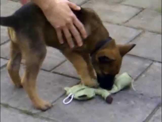 mechelse herder pup kleine zorro - YouTube Mechelse Herder Pup Kleine Zorro - Youtube