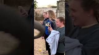 😨😨devious lick…? #short #elephant #dogs # animals #deviouslick #viral #happy