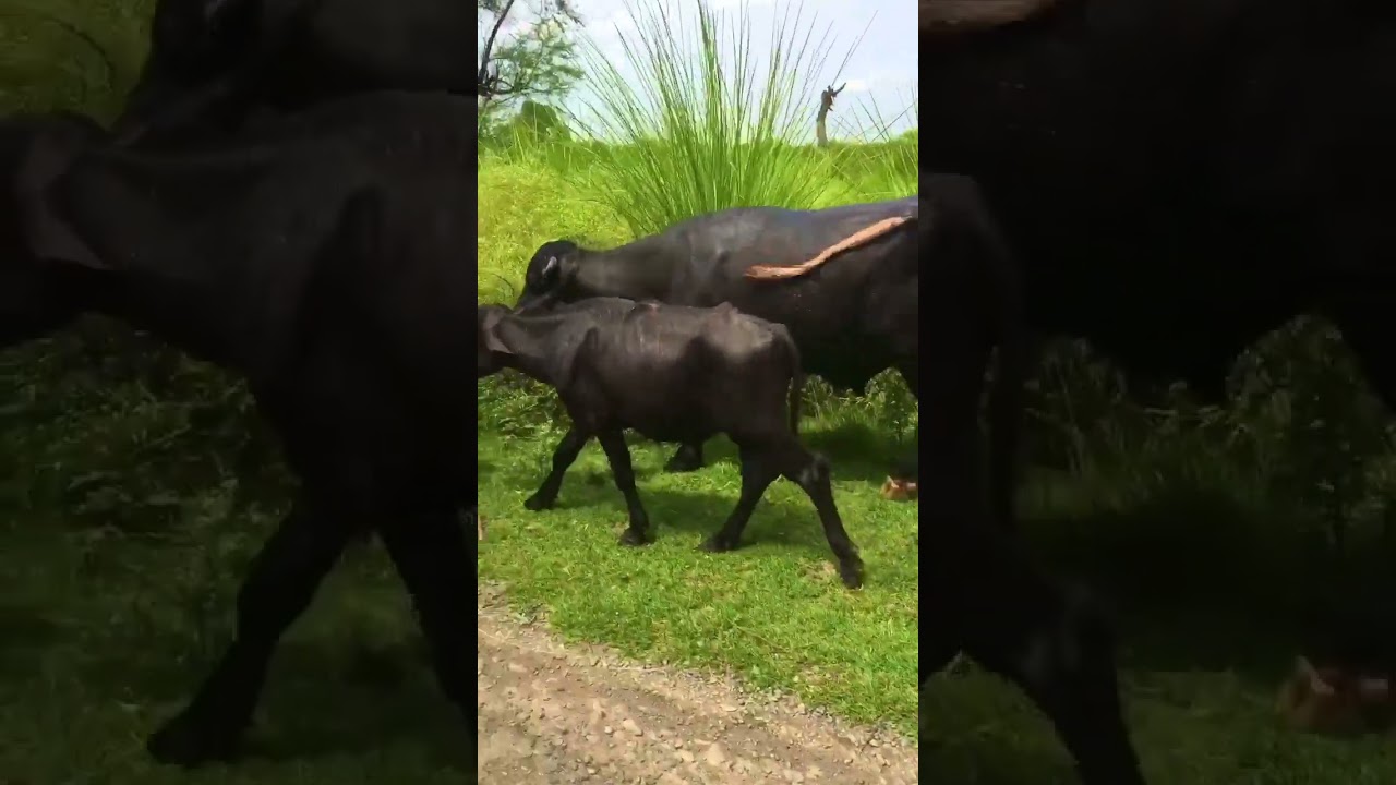 buffalos animals short video