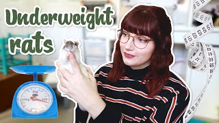 Is your rat underweight? How to help them gain weight