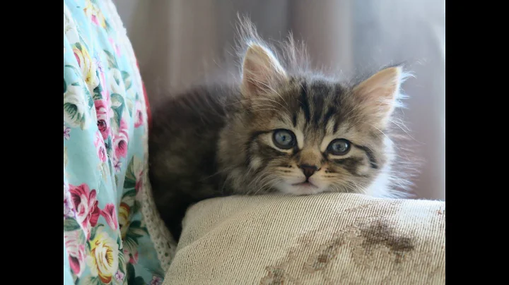Meet Stevie! My New Kitten // Hello Terri Lowe
