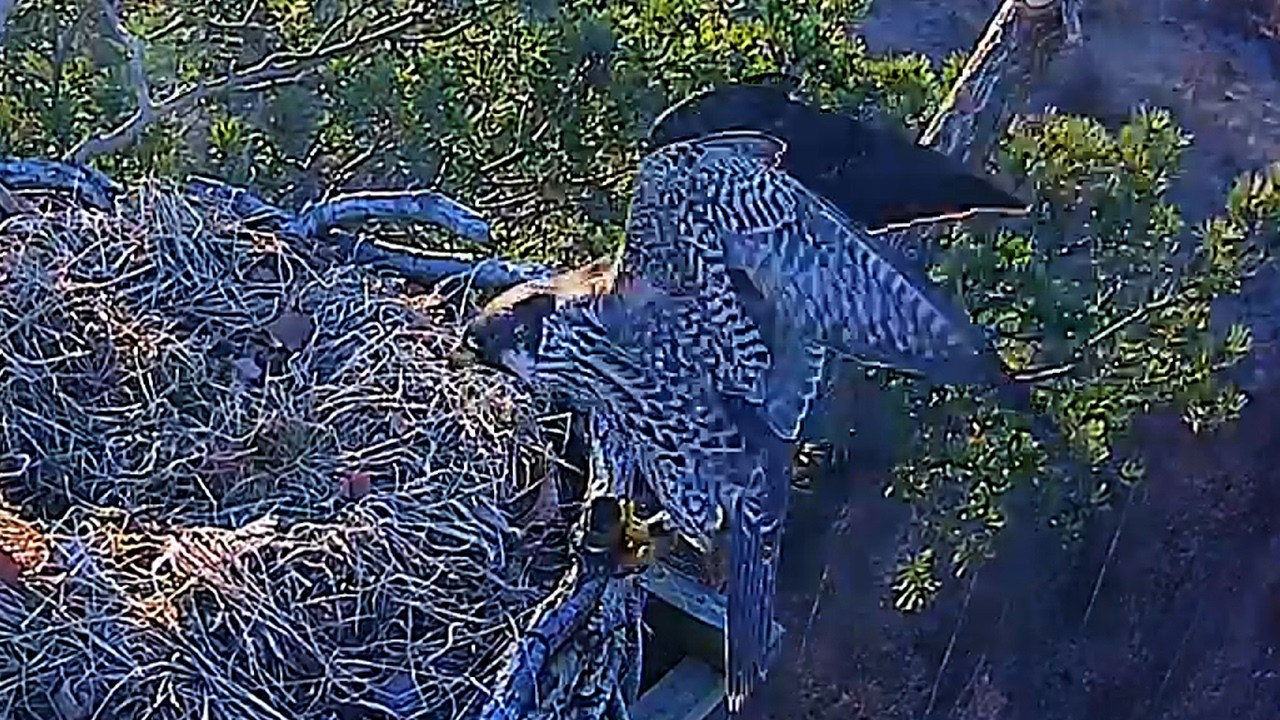 Młody sokół i Xenia ponownie 3 03 2026 Barlinek sokoły wędrowne