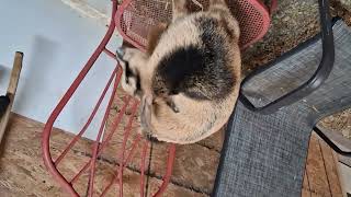 Nigerian Goat babies Bottle Feeding & Weaning Tips