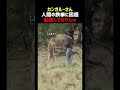 南島の重鎮カンガルー 敗北を知る