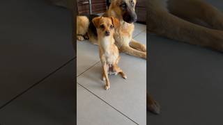 3 legged Chihuahua does tricks for peanut butter!