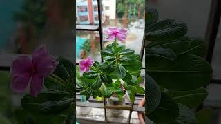 Two Beautiful Flowers In Our House Window Nice Flower