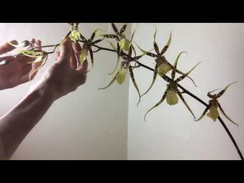 Adjusting brassia tessa flowers (experiment! try at your own risk!)