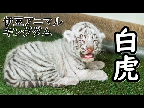 白虎ちゃん 公式】伊豆アニマルキングダム | 【二つの顔を持つツキちゃん
