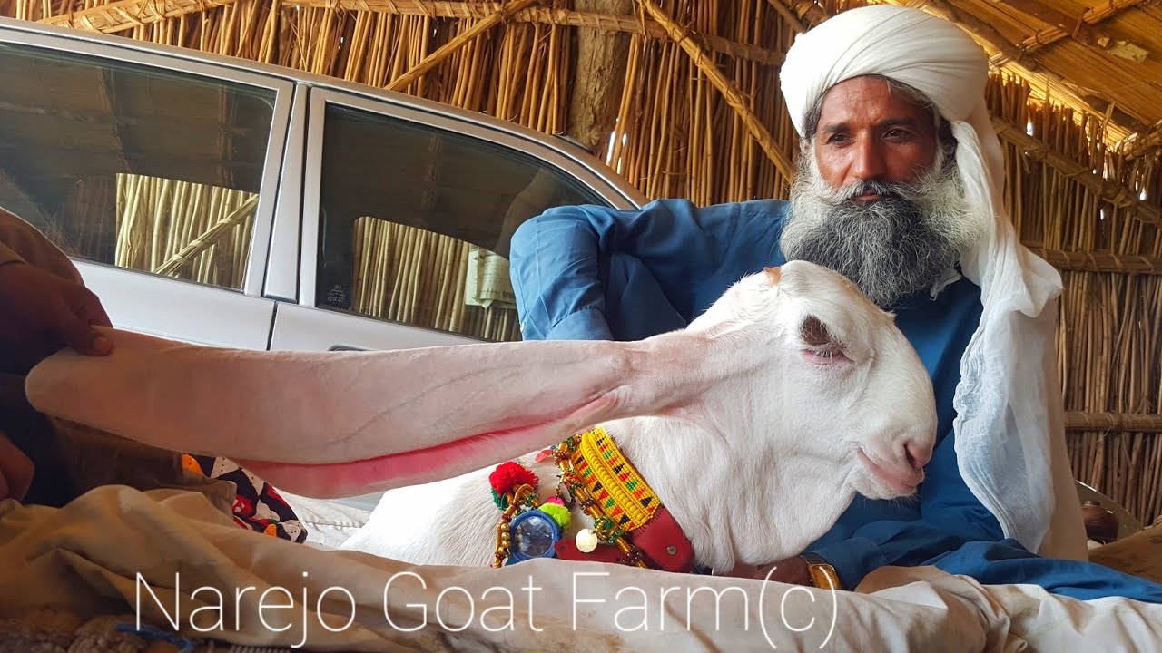 Beautiful Gulabi Goat Baby narejogoatfarm9487 YouTube
