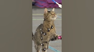 Thumbnail of Did you know this about Stray? 🙀