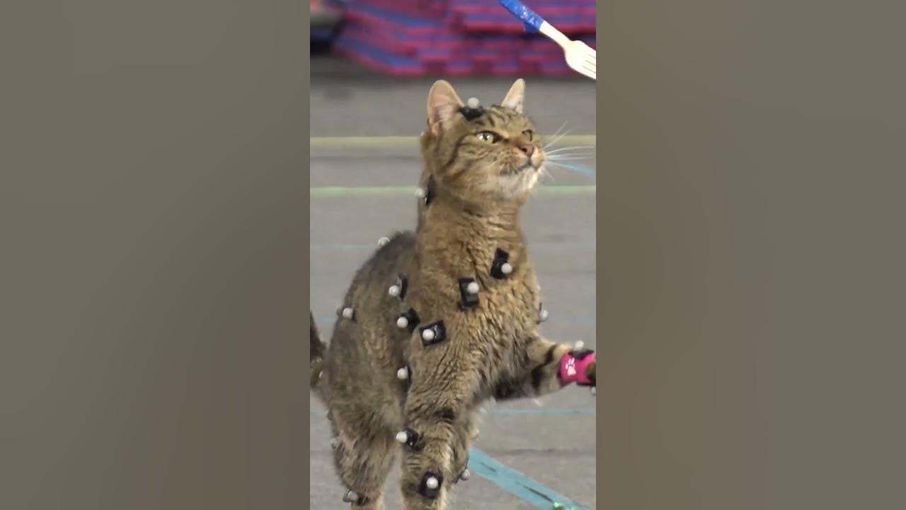 Did you know this about Stray? 🙀