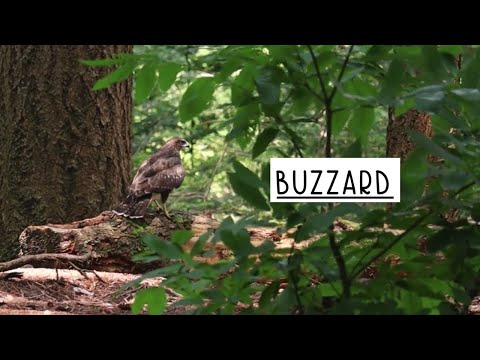 Video: Ar įmanomas bussard ramjetas?