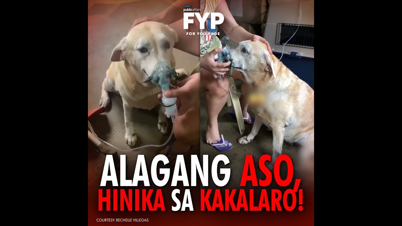 Alagang aso, hinika sa kakalaro! | FYP - YouTube