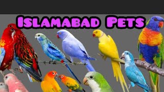 NEW BIRDS NEW OFFER 🔥 ... Suncheek / Voilet Ringneck sirf 50k 😱 / Islamabad pets 