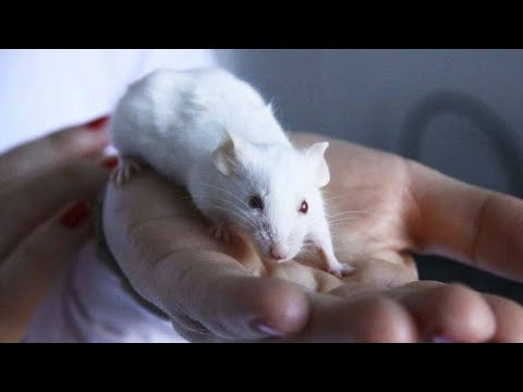 Вспышка мышиной лихорадки в Башкортостане. Заражено выше 500 человек
