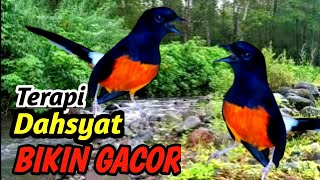 Masteran Murai Batu Juara Air Mengalir – Deep Relax Nature Sound for Birds