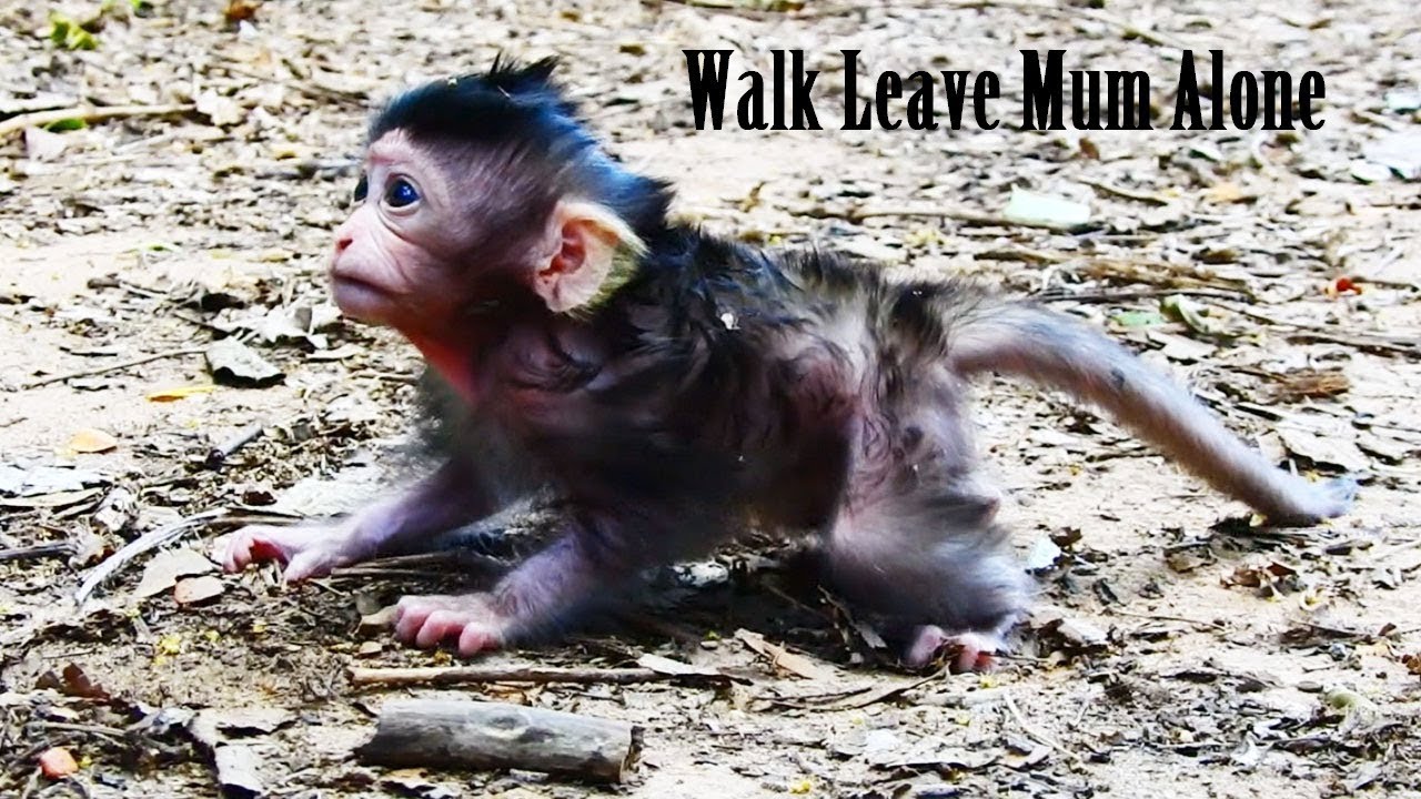 foundation medicine OMG Lizza Walking Scare Leaves Mummy/So Brave Newborn Baby Lizza