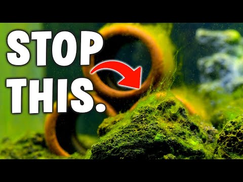 Wideo: Czy powinienem wyłączyć alg h323?