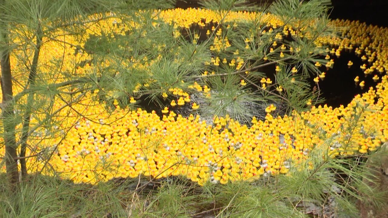 Rubber ducks fill Long Pond for the 29th Adironduck Race