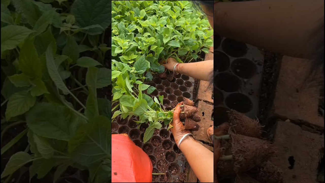 Guarda Hydrangea Annabelle The Most Beautiful Variety #farming #flower #gardening su YouTube Guarda Hydrangea Annabelle The Most Beautiful Variety #farming #flower #gardening su YouTube