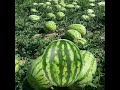 #short/#youtubeshort/#viral#fruit/#watermelon(w/sexygirl😂)/thankuTrix❤️/@emashelpinghand5729 🥰🍉