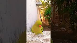 Mithu kaise haa bolta h 😱#shorts #trending #viral #birds