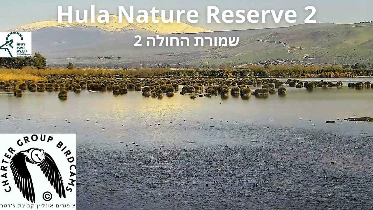 LIVE Hula Nature Reserve Bird CAM 2|Israel Nature & Parks Auth.| Charter Group of Wildlife Eco