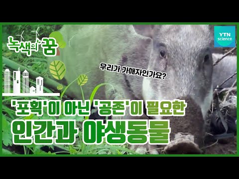 공존의 아이러니, 유해야생동물 [녹색의 꿈] / YTN 사이언스