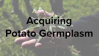 Acquiring Potato Germplasm