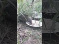 Ёжик кушает кашу🦔Очень аппетитное видео!!!!!