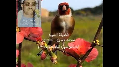 لقد كفر الذين قالوا إن الله هو المسيح ابن مريم _ سورة المائدة الآية { ١٧ } الشيخ محمد صديق المنشاوي